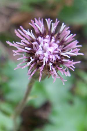 Homogyne sylvestris \ Wald-Brandlattich, Kroatien Plitvička 1.6.2008