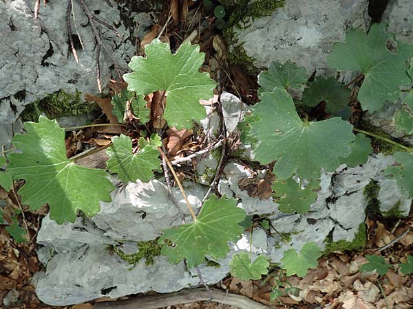 Homogyne sylvestris / Wood Colt's-Foot, Croatia Risnjak 14.8.2016