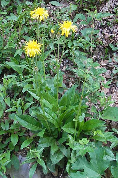 Crepis pyrenaica / Conyza-Leaved Hawk's-Beard, Croatia Velebit 30.6.2010