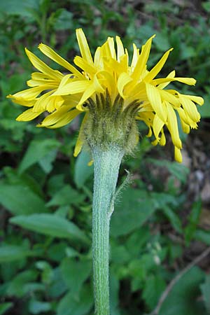 Crepis pyrenaica \ Grokpfiger Pippau, Kroatien Velebit 30.6.2010