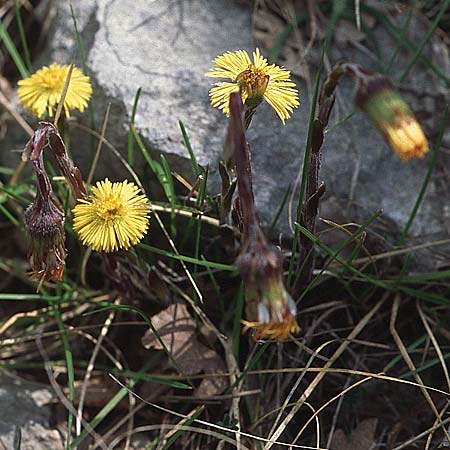 Tussilago farfara / Colt's-Foot, Croatia Gruda 3.4.2006