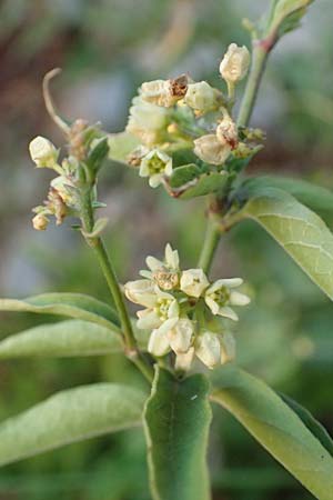 Vincetoxicum hirundinaria subsp. adriaticum \ Adriatische Schwalbenwurz / Adriatic Swallow Wort, Kroatien/Croatia Sveti Juray 19.8.2016