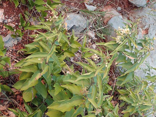 Vincetoxicum hirundinaria subsp. adriaticum \ Adriatische Schwalbenwurz, Kroatien Sveti Juray 19.8.2016