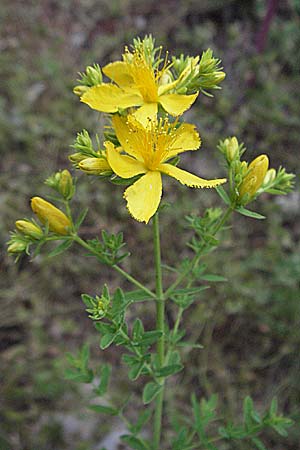 Hypericum perforatum \ Echtes Johanniskraut, Tpfel-Hartheu, Kroatien Istrien, Poreč 28.5.2006