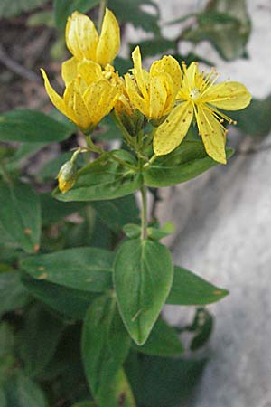 Hypericum maculatum \ Geflecktes Johanniskraut / Imperforate St. John's-Wort, Kroatien/Croatia Velebit 17.7.2007