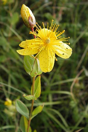 Hypericum richeri subsp. grisebachii \ Grisebachs Johanniskraut / Grisebach's St. John's-Wort, Kroatien/Croatia Velebit Zavizan 19.8.2016