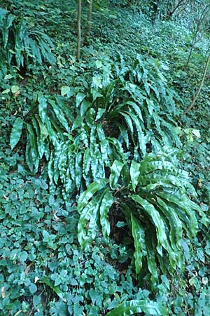 Asplenium scolopendrium / Hart's-tongue, Croatia Istria, Pazin 13.8.2016