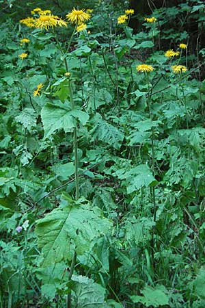 Telekia speciosa \ Groe Telekie / Yellow Oxeye, Kroatien/Croatia Risnjak 15.7.2007