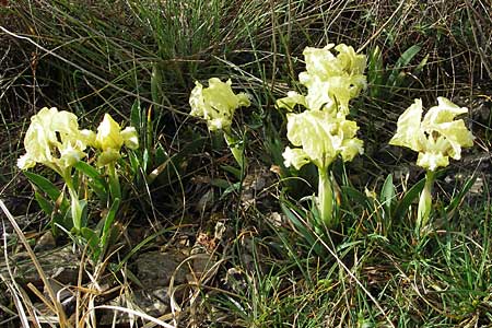 Iris adriatica \ Adriatische Schwertlilie, Kroatien Šibenik 2.4.2006