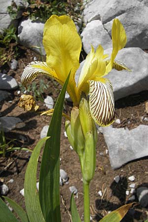 Iris variegata \ Bunte Schwertlilie / Hungarian Iris, Kroatien/Croatia Velebit Zavizan 30.6.2010