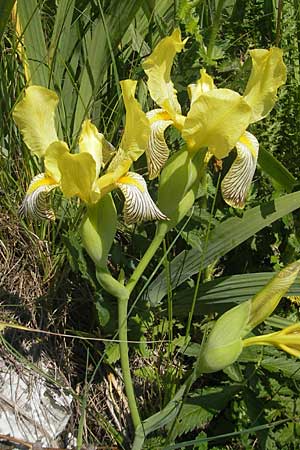 Iris variegata \ Bunte Schwertlilie / Hungarian Iris, Kroatien/Croatia Otočac 30.6.2010