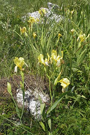 Iris variegata \ Bunte Schwertlilie, Kroatien Otočac 30.6.2010