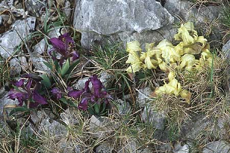 Iris adriatica \ Adriatische Schwertlilie, Kroatien Šibenik 2.4.2006