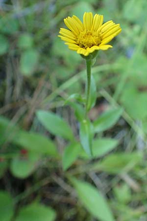 Buphthalmum salicifolium \ Weidenblättriges Ochsenauge, Rindsauge / Yellow Ox-Eye, Kroatien/Croatia Istrien/Istria, Groznjan 11.8.2016