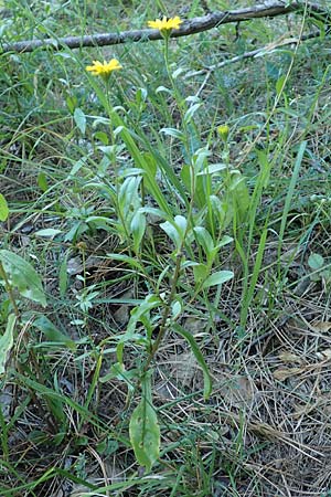 Buphthalmum salicifolium / Yellow Ox-Eye, Croatia Istria, Groznjan 11.8.2016