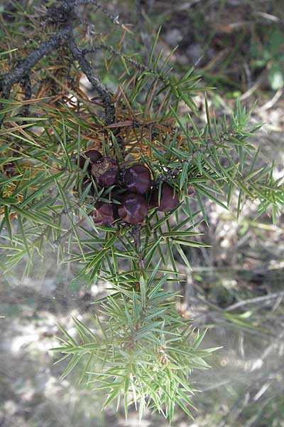 Juniperus oxycedrus \ Zedern-Wacholder / Prickly Juniper, Kroatien/Croatia Istrien/Istria, Gračišće 15.7.2007