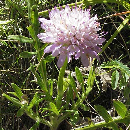 Knautia pectinata \ Kammblttrige Witwenblume / Comb-Leaved Scabious, Kroatien/Croatia Velebit 16.7.2007