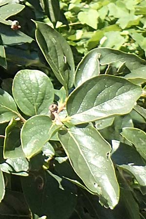 Diospyros kaki \ Kaki-Pflaume / Kaki Persimmon, Japanese Persimmon, Kroatien/Croatia Istrien/Istria, Motovun 11.8.2016