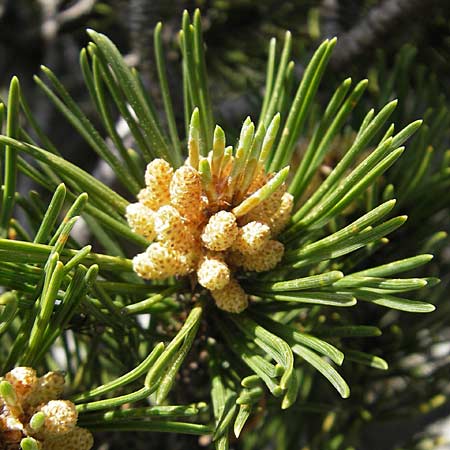 Pinus mugo \ Legfhre, Latschen-Kiefer, Kroatien Velebit Zavizan 30.6.2010