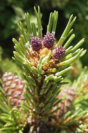 Pinus mugo \ Legfhre, Latschen-Kiefer / Dwarf Mountain Pine, Kroatien/Croatia Velebit Zavizan 30.6.2010