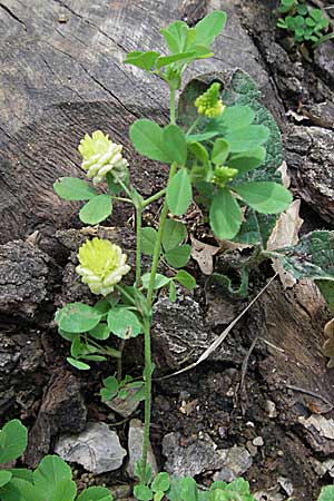 Trifolium campestre \ Gelber Acker-Klee, Feld-Klee / Hop Trefoil, Kroatien/Croatia Istrien/Istria, Poreč 26.5.2006