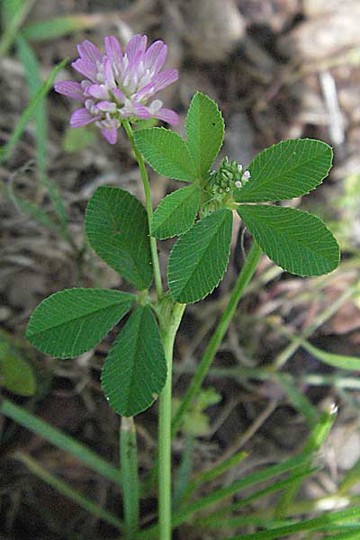 Trifolium resupinatum \ Persischer Wende-Klee, Kroatien Istrien, Poreč 26.5.2006