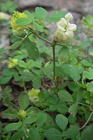 Trifolium campestre / Hop Trefoil, Croatia Istria, Poreč 27.5.2006