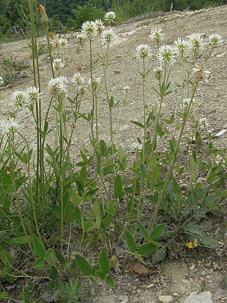 Trifolium montanum \ Berg-Klee / Mountain Clover, Kroatien/Croatia Istrien/Istria, Gračišće 27.5.2006