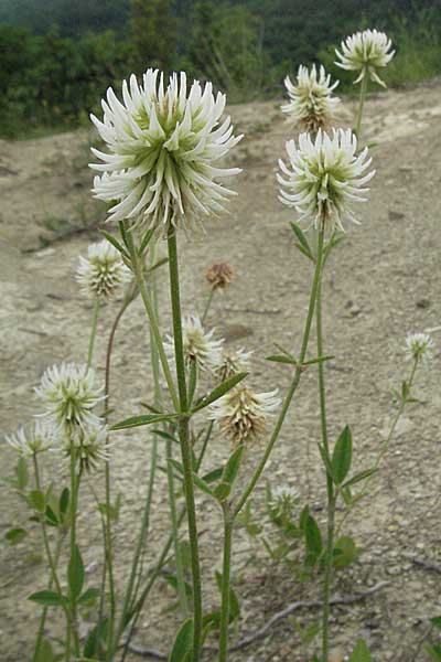 Trifolium montanum \ Berg-Klee, Kroatien Istrien, Gračišće 27.5.2006