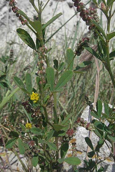 Medicago lupulina \ Hopfenklee, Hopfen-Luzerne, Kroatien Istrien, Rovinj 29.5.2006