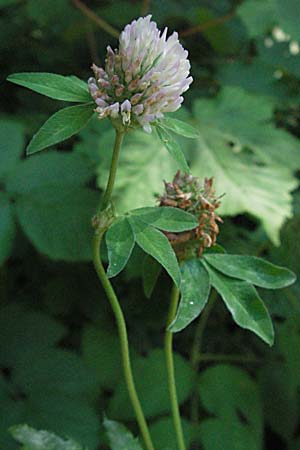 Trifolium pratense / Red Clover, Croatia Medvednica 20.7.2007