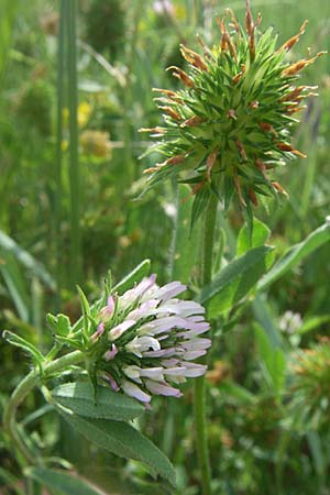 Trifolium squamosum ? \ Schuppen-Klee / Sea Clover, Kroatien/Croatia Drniš 2.6.2008