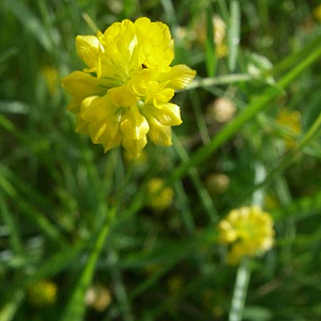 Trifolium patens / Southern Hop Trefoil, Croatia Drniš 2.6.2008