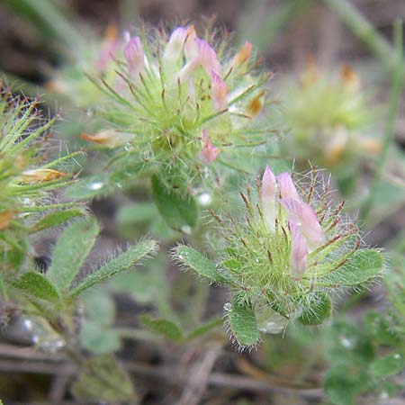 Trifolium lappaceum \ Kletten-Klee / Bur Clover, Burdock Clover, Kroatien/Croatia Istrien/Istria, Premantura 5.6.2008