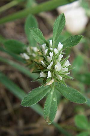 Trifolium scabrum \ Rauer Klee / Rough Clover, Kroatien/Croatia Istrien/Istria, Premantura 5.6.2008