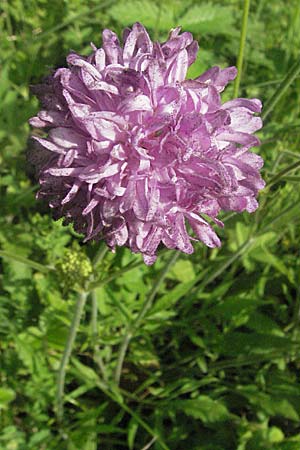 Knautia illyrica / Illyrian Scabious, Croatia Istria, Poreč 26.5.2006