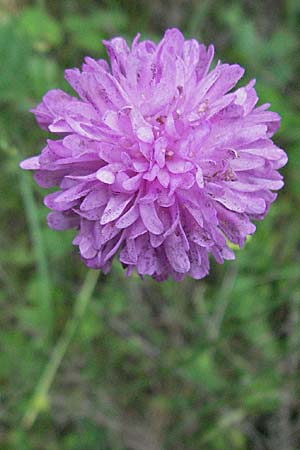 Knautia illyrica \ Illyrische Witwenblume / Illyrian Scabious, Kroatien/Croatia Istrien/Istria, Poreč 26.5.2006