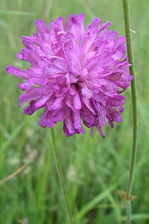 Knautia illyrica \ Illyrische Witwenblume / Illyrian Scabious, Kroatien/Croatia Istrien/Istria, Zminj 5.6.2008