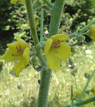 Verbascum densiflorum ? \ Grobltige Knigskerze, Kroatien Istrien, Rovinj 29.5.2006