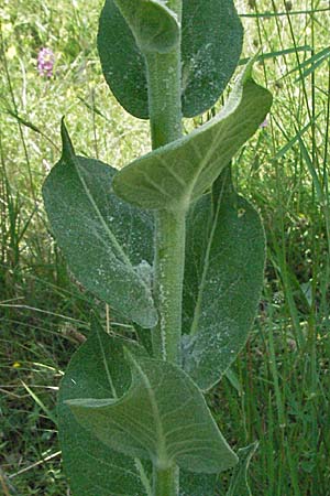 Verbascum densiflorum ? \ Grobltige Knigskerze / Dense-flowered Mullein, Kroatien/Croatia Istrien/Istria, Rovinj 29.5.2006