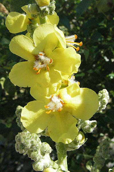 Verbascum pulverulentum ? / Hoary Mullein, Croatia Senj 1.6.2006