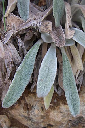 Stachys cretica \ Kretischer Ziest / Mediterranean Woundwort, Kroatien/Croatia Krka 3.6.2008