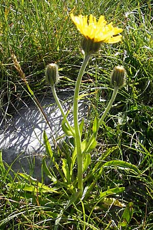 Crepis alpestris \ Alpen-Pippau, Voralpen-Pippau, Kroatien Velebit Zavizan 30.6.2010