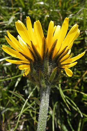 Crepis alpestris \ Alpen-Pippau, Voralpen-Pippau / Alpine Hawk's-Beard, Kroatien/Croatia Velebit Zavizan 30.6.2010