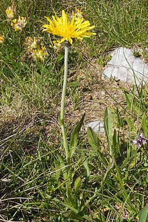 Crepis alpestris \ Alpen-Pippau, Voralpen-Pippau, Kroatien Velebit Zavizan 30.6.2010