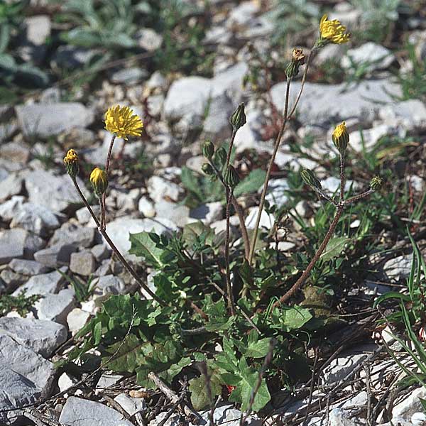Crepis sancta \ Hasen-Pippau, Kroatien Šibenik 2.4.2006
