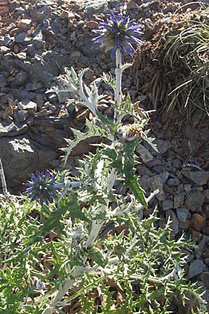 Echinops ritro \ Blaue Kugeldistel, Kroatien Senj 16.7.2007