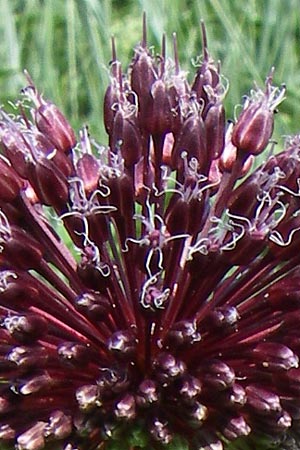 Allium atroviolaceum / Broadleaf Wild Leek, Croatia Knin 2.6.2008