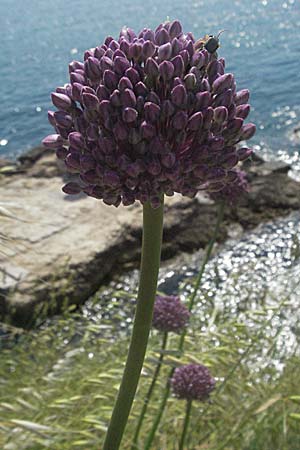 Allium sphaerocephalon \ Kugel-Lauch, Kroatien Istrien, Rovinj 29.5.2006