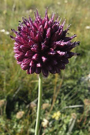 Allium sphaerocephalon \ Kugel-Lauch, Kroatien Velebit 16.7.2007